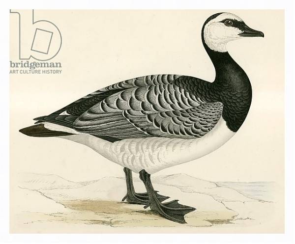 Постер Bernicle Goose с типом исполнения На холсте в раме в багетной раме 221-03