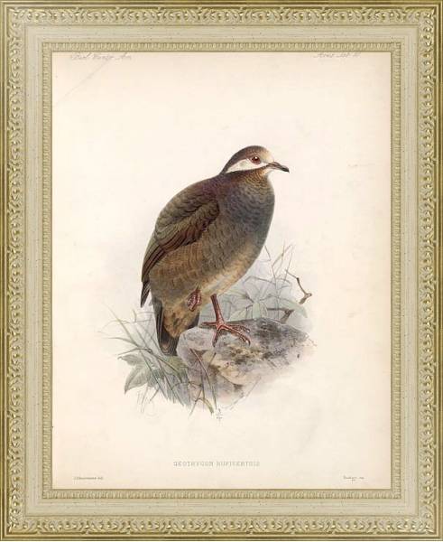 Постер Птицы J. G. Keulemans №76 с типом исполнения Акварель в раме в багетной раме 484.M48.725