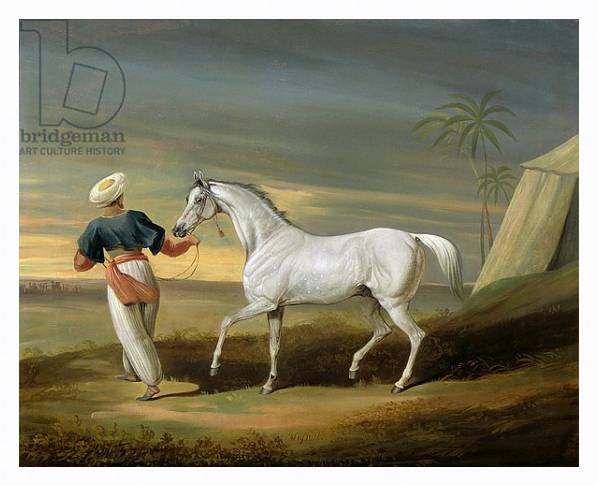 Постер Signal, a grey Arab, with a Groom in the Desert с типом исполнения На холсте в раме в багетной раме 221-03