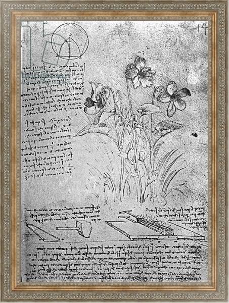 Постер Studies of Violas, fol. 14r from Manuscript B, c.1487-90 с типом исполнения На холсте в раме в багетной раме 484.M48.310