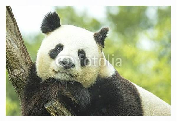 Постер Задумчивая панда на ветке с типом исполнения На холсте в раме в багетной раме 221-03
