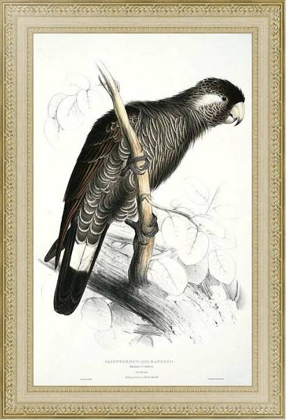 Постер Parrots by E.Lear  #3 с типом исполнения Акварель в раме в багетной раме 484.M48.725