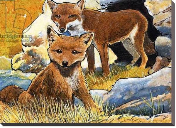 Постер Wind From the North: Facts about Foxes с типом исполнения На холсте без рамы