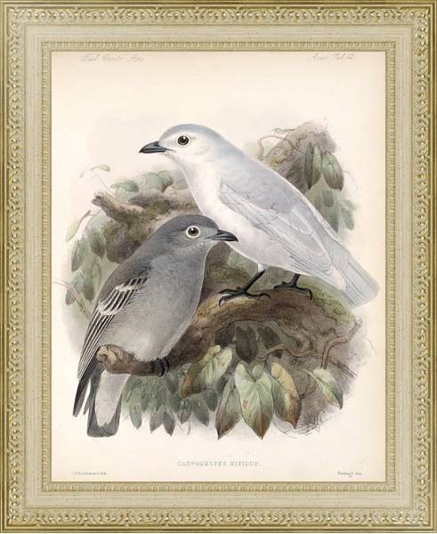 Постер Птицы J. G. Keulemans №44 с типом исполнения Акварель в раме в багетной раме 484.M48.725