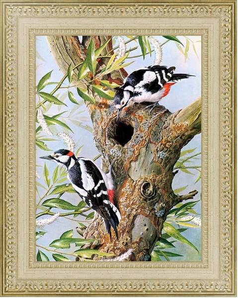 Постер British Birds - Great Spotted Woodpecker с типом исполнения Акварель в раме в багетной раме 484.M48.725