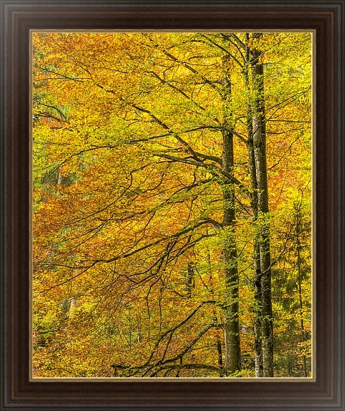 Постер Золотые осенние деревья с типом исполнения На холсте в раме в багетной раме 1.023.151