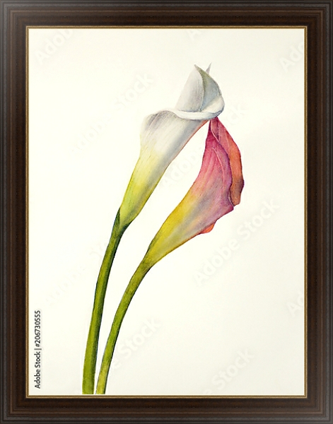Постер Два акварельных цветка калла с типом исполнения На холсте в раме в багетной раме 1.023.151