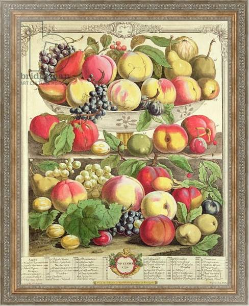 Постер September, from 'Twelve Months of Fruits', by Robert Furber engraved by Henry Fletcher, 1732 с типом исполнения На холсте в раме в багетной раме 484.M48.310