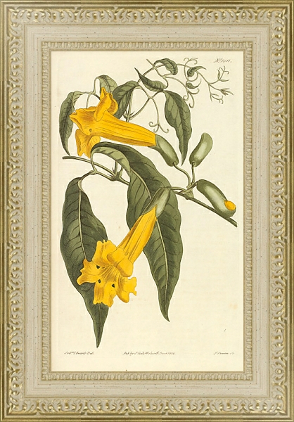Постер Bignonia Uncata. Hooked-Tendrilled Trumpet-Flower с типом исполнения Акварель в раме в багетной раме 484.M48.725