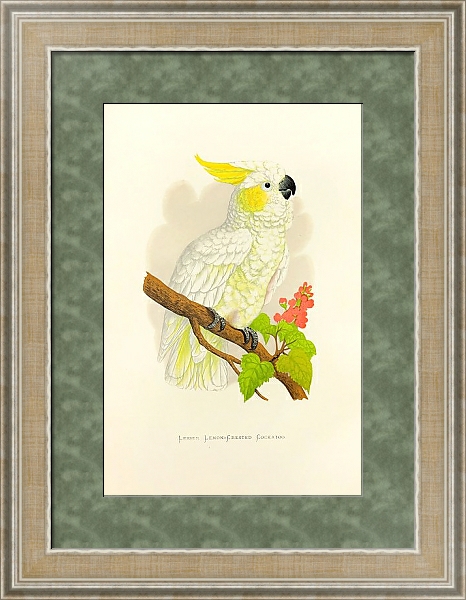 Постер Lesser Lemon-Crested Cockatoo с типом исполнения Акварель в раме в багетной раме 485.M40.584