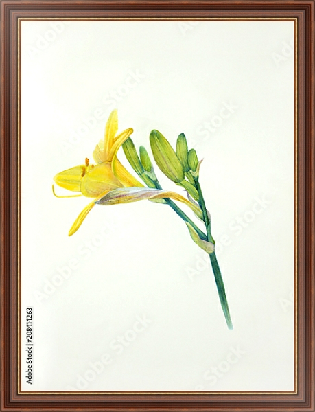 Постер Желтый акварельный цветок лилейника с типом исполнения На холсте в раме в багетной раме 35-M719P-83