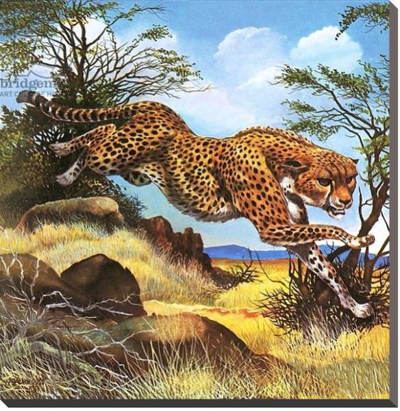 Постер Cheetah running с типом исполнения На холсте без рамы
