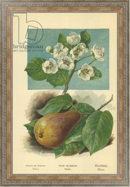 Постер Pear-Blossom. Pear с типом исполнения На холсте в раме в багетной раме 484.M48.310