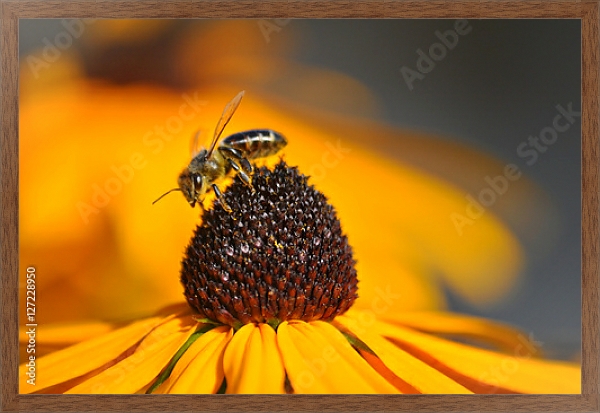 Постер Золотисто-желтый цветок рудбекии с трудолюбивой пчелой с типом исполнения На холсте в раме в багетной раме 1727.4310