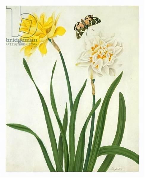 Постер Narcissi and Butterfly с типом исполнения На холсте в раме в багетной раме 221-03