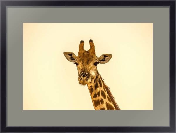 Постер Жующий жираф с типом исполнения Под стеклом в багетной раме 221-01