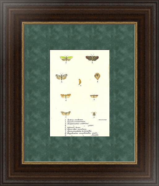 Постер Tortrix viridana с типом исполнения С оформлением в багетной раме 1.023.151