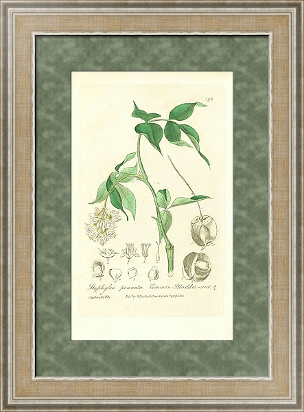 Постер Staphylea pinnata. Common Bladder-nut 1 с типом исполнения Акварель в раме в багетной раме 485.M40.584