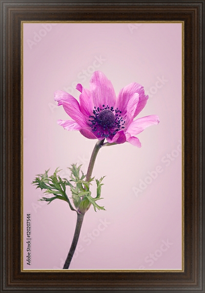 Постер Фиолетовый цветок на розовом фоне с типом исполнения На холсте в раме в багетной раме 1.023.151