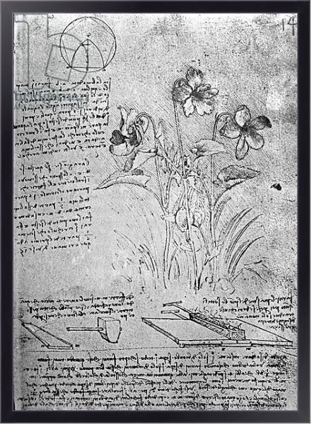 Постер Studies of Violas, fol. 14r from Manuscript B, c.1487-90 с типом исполнения На холсте в раме в багетной раме 221-01