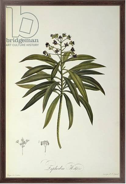 Постер Euphorbia Mellifera, from `Le Jardin de la Malmaison', 1802 с типом исполнения На холсте в раме в багетной раме 221-02