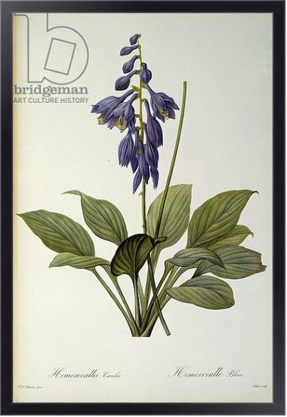 Постер Hemerocallis Caerulea, from `Les Liliacees', 1806 с типом исполнения На холсте в раме в багетной раме 221-01