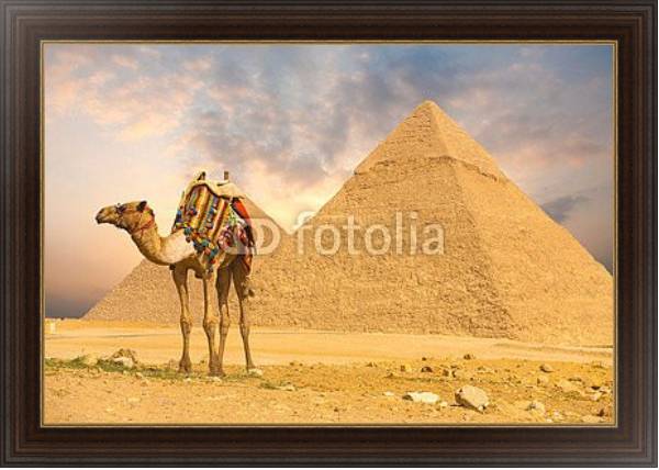 Постер Верблюд и пирамида с типом исполнения На холсте в раме в багетной раме 1.023.151