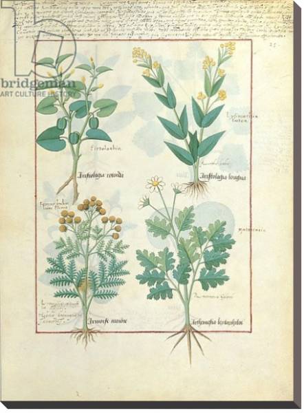 Постер Ms Fr. Fv VI #1 fol.124r Top row: Aristolochia Rotundi and Aristolochia Longua c.1470 с типом исполнения На холсте без рамы