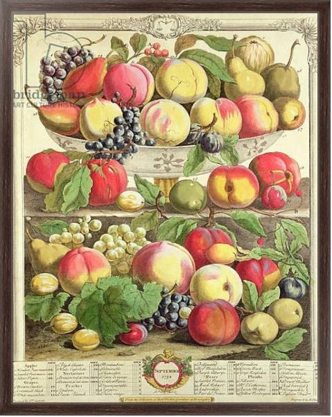 Постер September, from 'Twelve Months of Fruits', by Robert Furber engraved by Henry Fletcher, 1732 с типом исполнения На холсте в раме в багетной раме 221-02