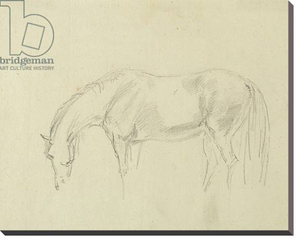 Постер A horse grazing с типом исполнения На холсте без рамы