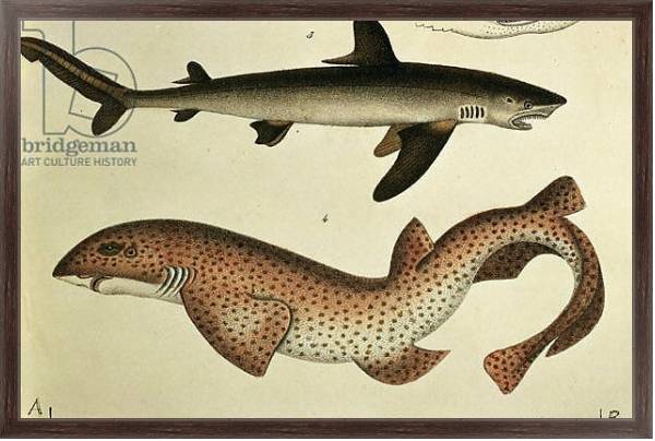 Постер Lesser Spotted Dogfish, Pl.93 from 'Naturgeschichte und Abbildung der Fische' by H.R. Schinz, 1836 с типом исполнения На холсте в раме в багетной раме 221-02