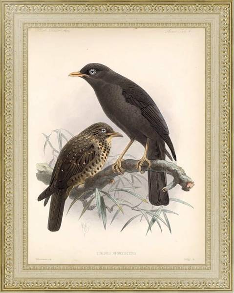 Постер Птицы J. G. Keulemans №5 с типом исполнения Акварель в раме в багетной раме 484.M48.725