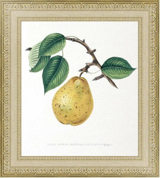 Постер Pears - Poire Prince Imperiale de France с типом исполнения Акварель в раме в багетной раме 484.M48.725