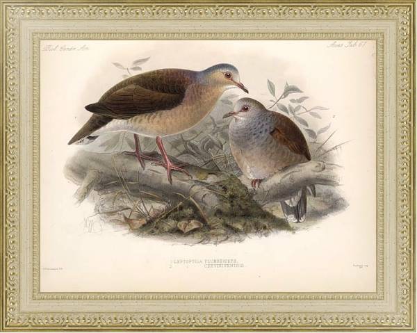 Постер Птицы J. G. Keulemans №73 с типом исполнения Акварель в раме в багетной раме 484.M48.725