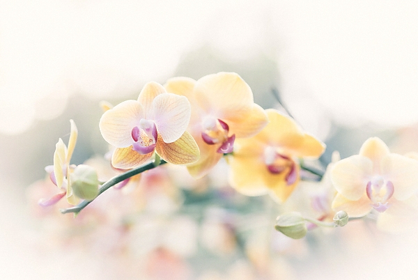 Постер Желтые орхидеи на ветке с типом исполнения На холсте без рамы