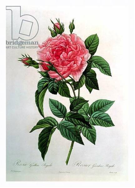 Постер Rosa Gallica Regallis, from 'Les Roses', 19th century с типом исполнения На холсте в раме в багетной раме 221-03