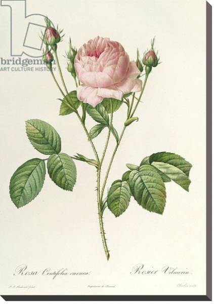 Постер Rosa Centifolia Carnea, from'Les Roses', 19th century с типом исполнения На холсте без рамы