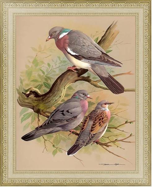 Постер Wood Pigeon-Stock Dove-Turtle Dove с типом исполнения Акварель в раме в багетной раме 484.M48.725