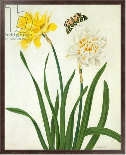 Постер Narcissi and Butterfly с типом исполнения На холсте в раме в багетной раме 221-02