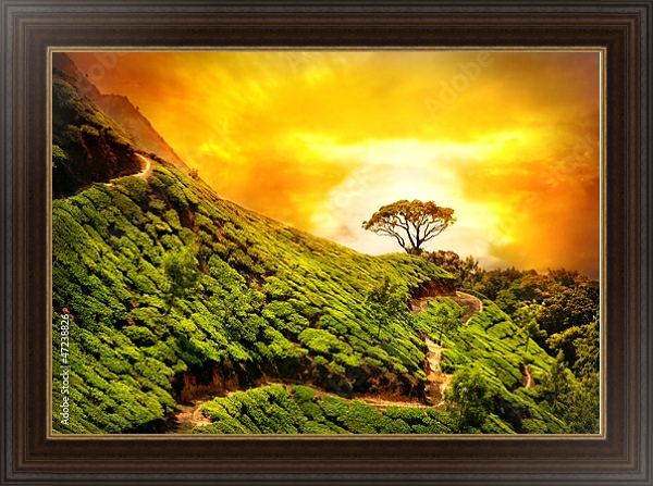 Постер Индия, Муннар, чайная плантация с типом исполнения На холсте в раме в багетной раме 1.023.151
