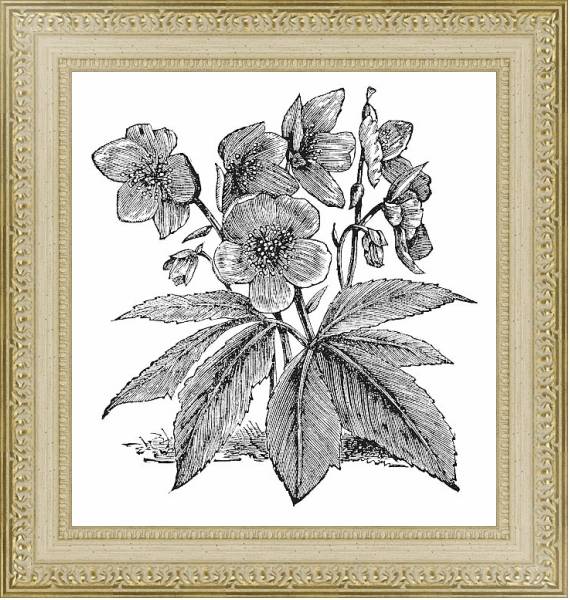 Постер Black Hellebore or Christmas Rose or Helleborus niger, vintage engraving с типом исполнения Акварель в раме в багетной раме 484.M48.725