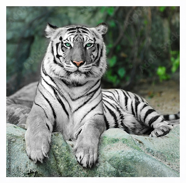Постер Белый тигр с типом исполнения На холсте в раме в багетной раме 221-03
