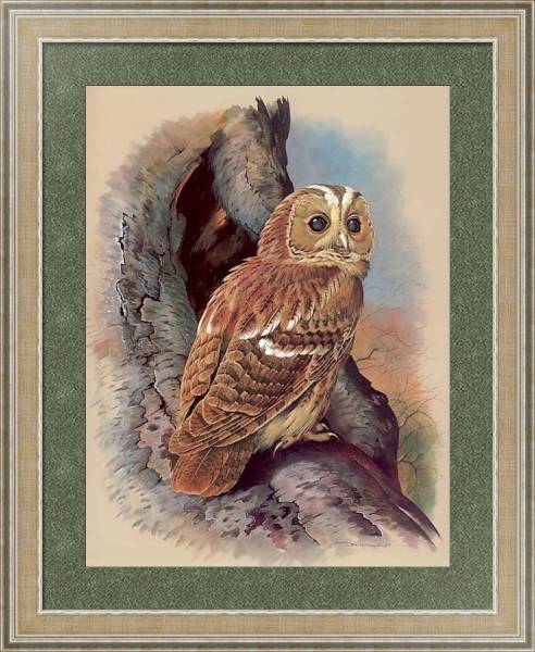 Постер The Tawny Owl с типом исполнения Акварель в раме в багетной раме 485.M40.584