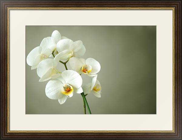 Постер Белая орхидея с типом исполнения Под стеклом в багетной раме 1.023.036
