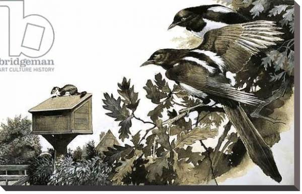 Постер Magpies watching a stoat atop a bird house с типом исполнения На холсте без рамы