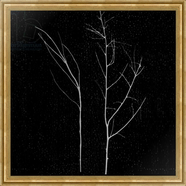 Постер territori innevati - due alberi notte, 2012, photographic contamination с типом исполнения На холсте в раме в багетной раме NA033.1.051