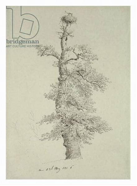Постер Ancient Oak Tree with a Stork's Nest, 23rd May 1806 с типом исполнения На холсте в раме в багетной раме 221-03