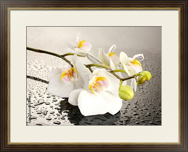 Постер Орхидеи 25 с типом исполнения Под стеклом в багетной раме 1.023.036