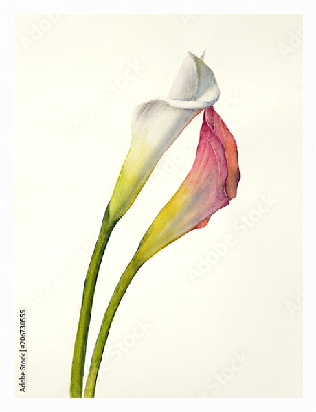 Постер Два акварельных цветка калла с типом исполнения На холсте в раме в багетной раме 221-03