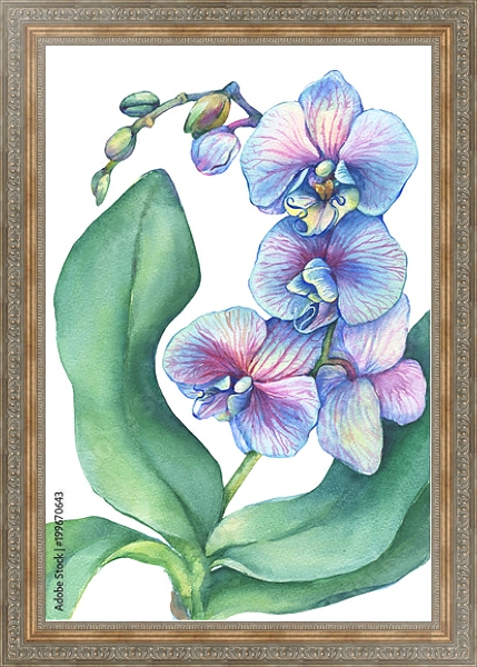 Постер Веточка цветущей тропической синей орхидеи  с типом исполнения На холсте в раме в багетной раме 484.M48.310